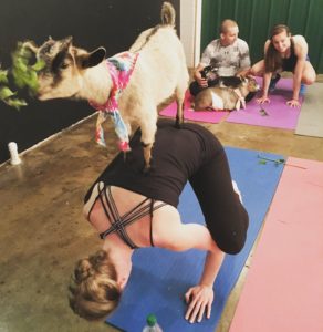 goat yoga - Spiritual Events San Diego