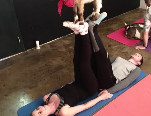 Goat Yoga, So Much Fun