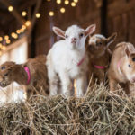 baby goats - Spiritual Events San Diego