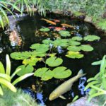 meditation garden koi pond - Spiritual Events San Diego