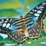 butterfly- Spiritual Events San Diego