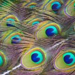 peacock - Spiritual Events San Diego