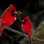 cardinals - Spiritual Events San Diego
