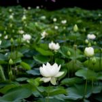 pond flowers - Spiritual Events San Diego