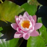 lavender lotus - Spiritual Events San Diego