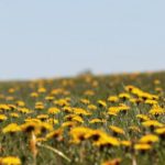 dandelions - Spiritual Events San Diego