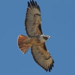 red-tailed hawk - Spiritual Events San Diego